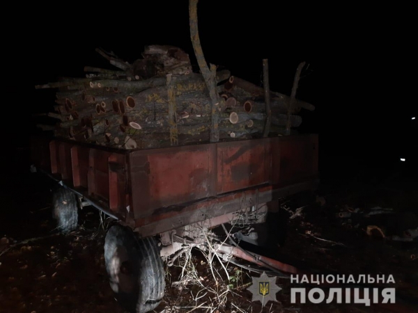 Жители Раздельнянского района спилили 70 акаций и берёз на дрова