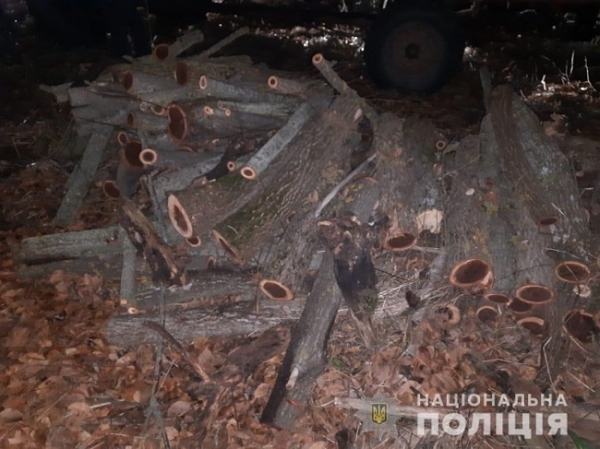 Жители Раздельнянского района спилили 70 акаций и берёз на дрова