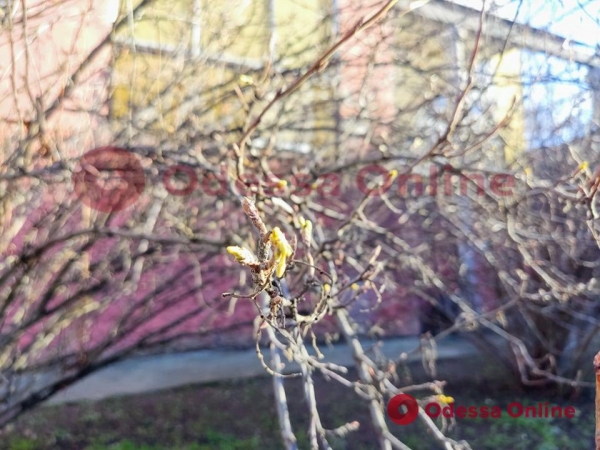 Потеплело: в Одессе распускаются деревья 