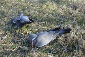Массовая гибель птиц в Одесской области: cтала известна причина