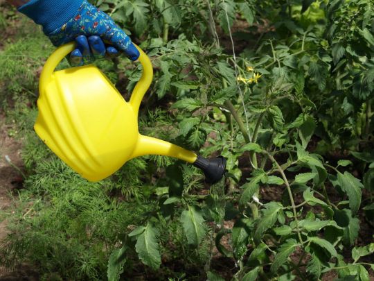 Побризкайте цим цілющим відваром огірки і помідори: не встигатимете збирати урожай (відео)