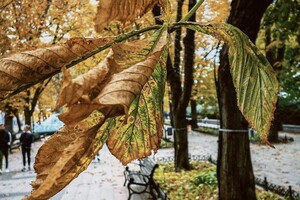 В Одессу наконец-то пришла настоящая осень (фото)
