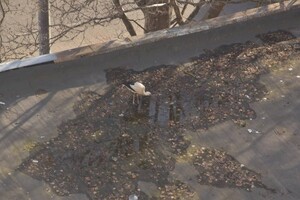 На Одессе аист прилетает прямо на крышу дома