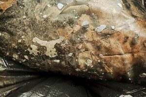 В Одессе химики собрали 30 килограмм грунта, загрязненного ртутью