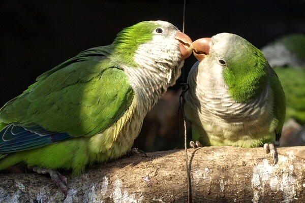 В Одессе выбирают самых романтичных жителей зоопарка: фото участников